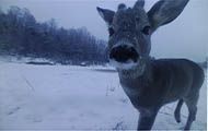 Настоящие снимки сделанные нашими фотоловушками
